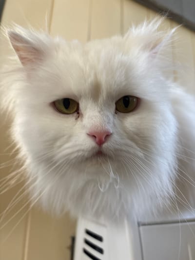 A close-up, rotated view of a white Persian cat is centered in the frame. The cat's face dominates the image, showcasing its light yellow eyes and pink nose. The fur is long and fluffy, creating a soft, diffused texture around the face. The background is a neutral beige wall, and a section of a white appliance with black vents is visible in the upper right corner. The location in East Hertfordshire, United Kingdom is not discernable from this image.