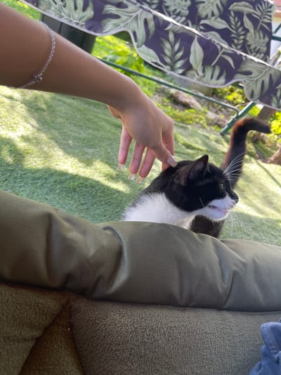 In Totleben, Bulgaria, a person's hand gently strokes a black and white cat sitting on a green surface, likely artificial turf. The cat, facing right, has white whiskers and a fluffy tail. In the foreground, a green pet bed is visible. Behind the cat and person, a portion of a swing with a floral pattern is seen, and further back, sunlight illuminates the grassy area and some rocks.