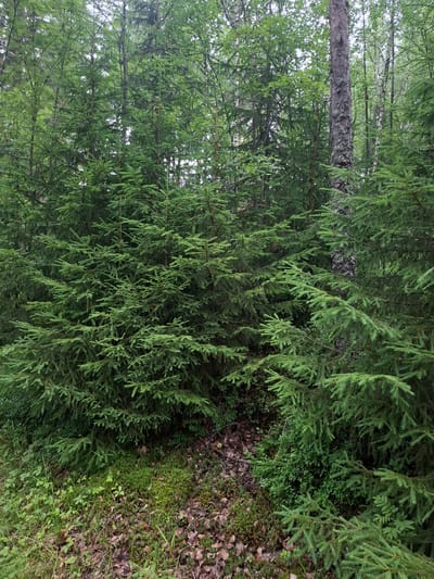 The image shows a dense forest scene in Mikkeli, Finland. The foreground is filled with lush green spruce trees, with their branches extending forward and obscuring much of the view. The ground is covered with a mix of fallen leaves, moss, and small green plants. A few taller trees, possibly birch or pine, are visible in the background, their trunks a lighter color than the surrounding foliage. The overall impression is one of a natural, undisturbed forest environment.