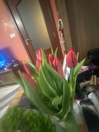 A close-up image captures a bouquet of multiple red tulips with prominent green leaves and stems, positioned in the foreground of an indoor setting within the city of Katina, Bulgaria. The background reveals a reddish-orange painted wall on the left, featuring a white light switch with two toggles. Beneath the light switch, a television screen is visible, displaying blue and white graphical content, resting on a dark surface. A light-colored rug with dark horizontal stripes is visible on the floor in the lower-left corner. In the center-right, a brown wooden door frame encloses a frosted glass door, equipped with a metallic handle. To the immediate right of the door, a darker wall displays several decorative objects, including a small green oval-shaped wreath-like item and two pinecones suspended below it. Further right, a black bag and several folded light-colored textiles are discernible on an indistinct surface. No individuals are present in the frame.