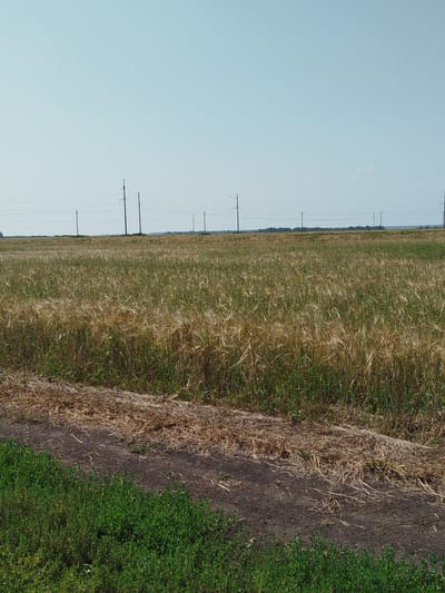 This is a wide, horizontal, eye-level shot of a field of grain, likely wheat or barley, in a rural setting. The sky is a pale, clear blue with no clouds visible. In the middle distance, a series of utility poles with power lines stretch across the horizon. The grain is a mix of green and golden hues, suggesting it is nearing harvest time. The foreground shows a strip of dry, brown vegetation and dark soil, transitioning to a patch of vibrant green grass on the lower left. The scene appears to be in the village of Novaya Zaimka, Russia, as indicated by the presence of agricultural land and power infrastructure. There are no people or animals visible in the image.