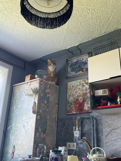 The image depicts an indoor domestic scene, likely a kitchen or living area, with a cat perched atop a tall cabinet. The cat, an orange tabby with white markings, sits facing the camera with a calm expression. The cabinet itself is decorated with a floral and bird motif. Above the cabinet, a framed painting of lilacs and lemons hangs on the wall. To the right, white kitchen cabinets are visible, with shelves containing various food items and containers. A black wire rack is mounted above these cabinets. A black fringed lampshade hangs from a textured white ceiling, and a light fixture is visible within it. The walls are painted a dark gray. A window with a white frame is partially visible on the left side of the image. The lower portion of the image shows a marble-patterned backsplash, a gas meter, electrical outlets, and various household items such as a kettle, jars, and bottles. The scene does not provide specific indicators of its location in the city of Khor, Russia.