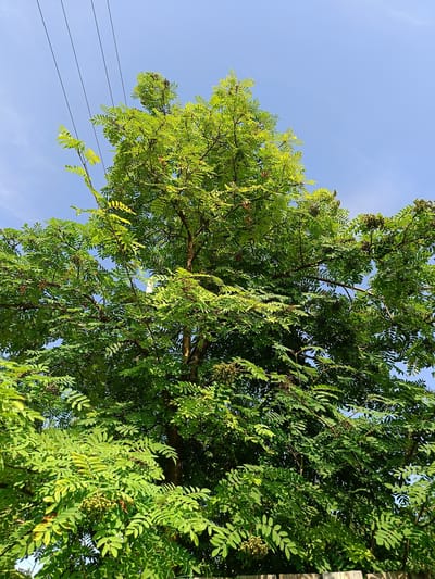 This media file shows a close-up, low-angle view of a large, leafy tree against a bright blue sky. The tree's branches are full of vibrant green, compound leaves, and some clusters of small, light-colored berries. The sunlight illuminates the leaves, creating highlights and shadows. In the upper left corner of the image, several dark power lines are visible, stretching across the sky. The presence of the power lines and the dense foliage suggest an outdoor, natural setting. The bright sky indicates it is daytime, likely with clear weather. The bottom of the image shows the top of a wooden fence. The overall impression is one of lush greenery and a sunny day. There is no text visible in the image.