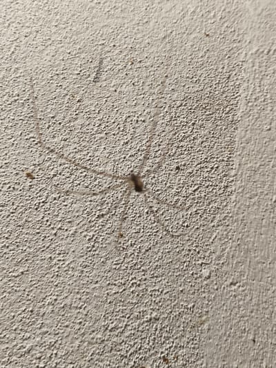 A close-up, eye-level shot captures a cellar spider on a rough, textured, off-white wall. The spider, with its elongated legs, is centrally positioned and appears to be in a relaxed state. The wall's surface is uneven, with small, raised bumps and some darker marks that could be dirt or shadows. The lighting suggests an indoor environment, possibly a basement or an older building in Passignano sul Trasimeno, Italy. The composition focuses solely on the spider and its immediate surroundings on the wall, with no other objects or people visible in the frame.