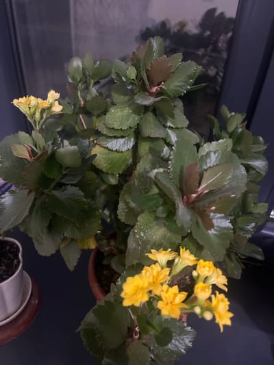 The image shows a close-up view of a flowering Kalanchoe plant with bright yellow blossoms and dark green, serrated leaves. The plant is in a terracotta pot, and its leaves appear to be covered in small water droplets, suggesting it may have been recently watered or misted. To the left of the Kalanchoe, a small white pot containing a seedling is visible. The background is dark and out of focus, with hints of a window or reflective surface showing a blurry reflection of trees or foliage. The scene appears to be indoors, possibly on a windowsill or table. There is no indication of the location being in the city of Kayirma, Kyrgyzstan.