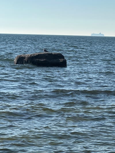 An eye-level shot captures a serene seascape under a clear sky. In the mid-ground, a solitary seagull perches on a dark, wave-worn rock that breaks the surface of the deep blue water. The water itself is gently rippled, creating a textured expanse that stretches towards the horizon. On the distant horizon, a large, silhouetted ferry or cruise ship is faintly visible against the pale sky. The overall scene evokes a sense of tranquility and the vastness of the sea.