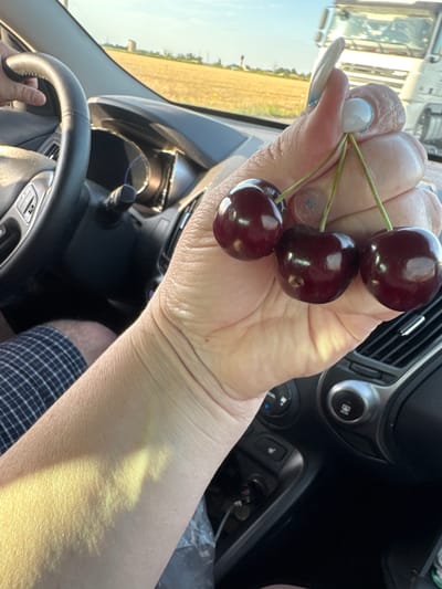 A close-up shot shows a person's right hand holding three cherries with stems. The cherries are dark red and appear plump. The person's hand has neatly manicured nails with a light blue and white design. The background reveals the interior of a car with a steering wheel on the left. Outside the car window, a field of dry grass or wheat can be seen under a clear blue sky. In the distance, a large white truck is visible. The scene is set during daylight hours. There is no information in the image to suggest the location is in the city of Daraganovka, Russia.