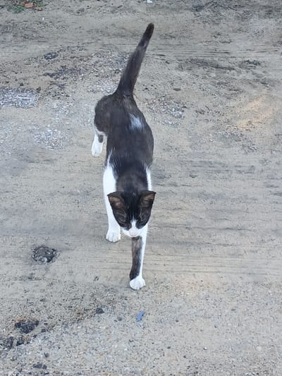 A black and white cat walks on a dirt path. The cat is in the center of the frame, facing away from the viewer. The path is light gray and appears to be made of dirt and gravel. There are some dry leaves and small rocks scattered on the path. The background is out of focus and appears to be more dirt and vegetation. The cat has white paws and chest, and black fur on its back and tail. It has a long, thin tail that is held high in the air. The cat's head is turned slightly to the side, and its ears are perked up. The lighting suggests it is daytime. The scene appears to be in a rural or semi-rural area. The location is specified as Porlamar, Venezuela.
