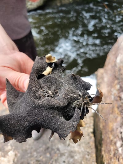 A close-up, eye-level shot shows a person's hand holding a black, spongy, irregularly shaped object with several dry, leaf-like appendages. A spider with a patterned body and long, striped legs is perched on the edge of the object, facing right. The background is blurred, showing dark, rippling water, likely a river or stream, and a large, reddish-brown rock. The setting appears to be outdoors, near a body of water, possibly in Saint-Alban, Canada.