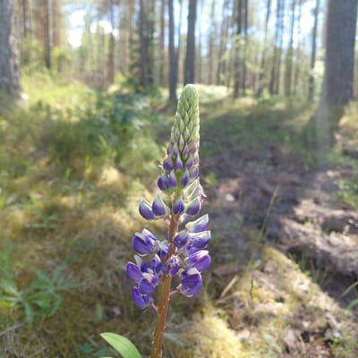 The image displays a close-up of a purple lupine flower with an unopened bud in a forest setting. The lupine stalk, with its cluster of purple and white flowers, is the primary subject, positioned on the right side of the frame and extending towards the left. The flower's petals are a deep purple with white accents, and the bud at the tip of the stalk is a pale green, showing the layered structure of developing blossoms.
Behind the flower, the scene unfolds into a forest. Tall, slender trees, likely pines given the context of Latvia, are visible in the background, creating a sense of depth. The forest floor is covered with dry grass, moss, and soil, bathed in soft sunlight that filters through the trees. The lighting suggests it is daytime, possibly late afternoon or early morning, due to the warm, diffused light and the dappled shadows.
The overall mood is serene and natural. There are no people or animals visible. The focus is solely on the beauty of the wild lupine against the backdrop of a peaceful forest. The image conveys a sense of the outdoors, of nature's quiet growth and beauty. The location context of Skuķīši, Latvia, reinforces the image of a natural landscape in the Baltic region. There is no visible text in the image.