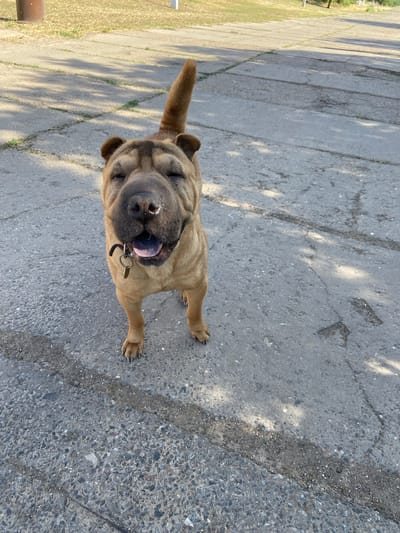 A medium shot captures a tan-colored dog, possibly a Shar-Pei, standing on a paved surface. The dog's eyes are closed, and its mouth is open, revealing its tongue and teeth. A black collar with a tag is visible around its neck. The paved area, likely in an outdoor urban setting, shows cracks and patches of darker asphalt. In the background, there are hints of grass and shadows from trees or other structures. The overall scene suggests a sunny day in Sofiivka, Ukraine.