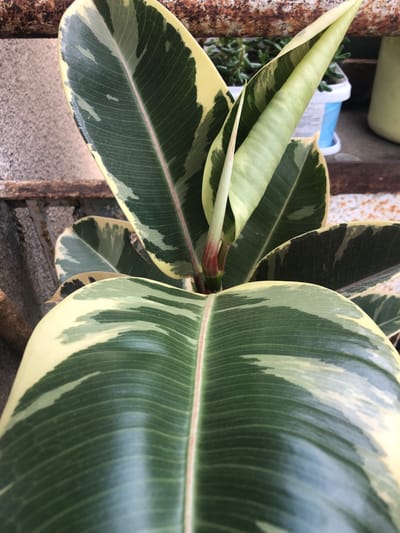 A close-up, eye-level shot captures a variegated rubber plant in Chiatura, Georgia. The plant's large, leathery leaves display a striking pattern of deep green central veins with irregular patches of lighter green and creamy yellow edges. One new leaf is tightly furled, its pale green tip spiraling upwards. In the background, a rusty metal railing or beam is visible above a weathered, corrugated metal surface. Further back, out-of-focus potted plants and a blue and white plastic container suggest an outdoor or semi-outdoor setting, possibly a balcony or garden area. The lighting is bright and natural, highlighting the texture and variegation of the plant's foliage.