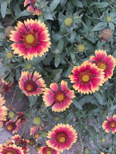 This is a close-up, overhead shot of a cluster of Blanket Flowers (Gaillardia) in bloom, set against a backdrop of their green foliage. The flowers are the primary subjects, exhibiting vibrant bicolor petals. The petals are primarily a deep pink or red at their base, transitioning to a bright yellow at their tips. Each flower has a prominent, yellow, button-like center composed of numerous small florets. Several unopened flower buds, which appear as small, green, spiky spheres, are interspersed among the blooming flowers. The surrounding leaves are elongated and a muted green color. The ground beneath the flowers is not clearly visible but appears to be a mix of soil and possibly some gravel. The overall impression is a naturalistic garden setting, likely outdoors in a temperate climate. There are no people or animals visible in the image. The image does not contain any specific visual cues to definitively place it within the city of Гүлдала, Kazakhstan, beyond the general appearance of a cultivated flower bed.