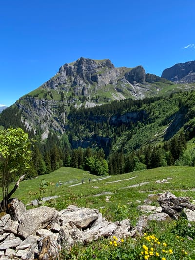 The image depicts a panoramic view of a mountainous landscape under a clear blue sky in Axalp, Switzerland. In the foreground, large, grey rocks are scattered across a grassy slope dotted with small yellow wildflowers. A dirt path winds its way up the slope, leading to a fence line. Beyond the fence, several people are visible walking or hiking on the path, appearing as small figures in the vast landscape. A lush green forest covers the lower slopes of the mountains, with tall, dark green conifer trees creating a dense canopy. As the terrain rises, the mountains become increasingly rugged, with exposed rock faces and steep inclines. The largest mountain in the background is a dominant feature, characterized by its weathered rock formations and patches of green vegetation. The overall scene conveys a sense of natural beauty and tranquility, typical of alpine environments in Switzerland.