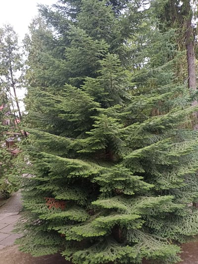 The image displays a dense, evergreen tree, likely a fir or spruce, with numerous branches laden with green needles. The tree is large and fills most of the frame, its branches extending horizontally and downwards. In the background, other trees are visible, some appearing more slender and possibly deciduous with lighter-colored foliage. To the left of the main tree, a glimpse of a building with a reddish-brown roof and light-colored walls can be seen, suggesting a residential area. A paved walkway with a pattern of rectangular stones is visible in the lower left corner, bordering the tree. The ground around the base of the tree appears to be made of dirt or gravel. The sky is overcast and pale, indicating a cloudy day. The scene is located in Сонячне, Ukraine.