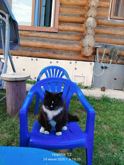 This is a vertical, eye-level outdoor photograph taken on a sunny day in Oseyevo, Russia. The main subject is a black and white cat sitting comfortably on a bright blue plastic chair. The cat has white fur on its chest and paws, and a white patch on its nose. It is looking down slightly with its eyes closed.

The cat is positioned in front of a rustic wooden house constructed from logs. To the left of the cat, a grey metal swing set with a blue canopy is partially visible. Next to the swing set is a small circular table made of wood and a concrete top, supported by a thick wooden post. Behind the blue chair, another identical blue plastic chair is visible, slightly out of focus.

The background consists of the wooden house, a light-colored wall with some circular elements, and an assortment of garden tools leaning against the wall, including a rake, shovel, and a whisk broom. A white square frame is leaning against the wall to the left of the tools. The ground is covered in green grass and some patchy dirt.

The overall atmosphere is peaceful and domestic, suggesting a relaxed day outdoors. The lighting indicates it is daytime.

Visible text in the lower right corner reads: "realme 12" and "24 июня 2026 г. в 19:03".