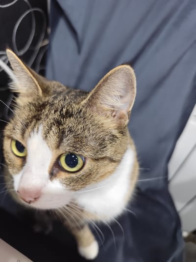A close-up, eye-level shot focuses on the head and upper chest of a tabby and white cat. The cat's fur has a pattern of brown and black stripes with white markings on its face and chest. Its eyes are a striking yellow-green with black pupils, wide open and looking directly at the camera. The cat's ears are perked up, and its whiskers are long and white. It appears to be wearing a clear plastic Elizabethan collar, often referred to as a "cone of shame."
The background is blurred, with a dark gray, wrinkled fabric taking up most of the frame, possibly clothing or a blanket. To the left, some lighter, abstract white shapes are visible against a darker background, perhaps a decorative pattern on furniture. To the right, a sliver of a white vertical surface is visible, possibly a wall or another piece of furniture.
The lighting suggests an indoor setting, likely during the daytime given the brightness of the cat's eyes and the overall illumination. The cat's expression is alert and curious, with no discernible signs of distress despite the cone. There is no visible text in the image. The provided location context "Posyolok Imeni Morozova, Russia" offers geographical information but does not directly translate to visual cues within the image itself.