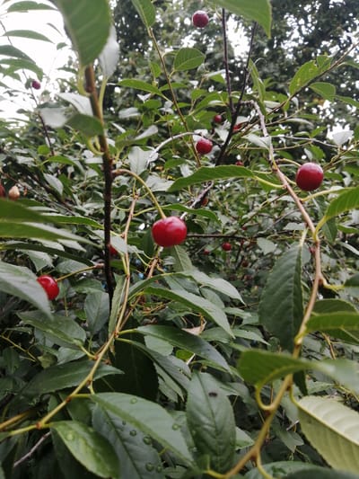 This image shows a close-up view of a cherry tree with ripe cherries and green leaves. The cherries are a deep red color and are clustered on thin stems. Some of the leaves have water droplets on them, suggesting recent rain. The background is a blur of green leaves and branches, with hints of the sky through the canopy. The image appears to be taken outdoors in a natural setting, possibly a garden or orchard. There are no people or animals visible in the image. The scene suggests a serene and natural environment.