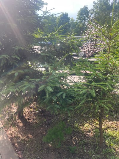 The media file displays an outdoor scene with a focus on a coniferous tree, likely an evergreen due to its dense, green needles. The tree's branches are prominent, with some catching the sunlight, creating a slight glare and lens flare effect in the lower left portion of the image. Behind the tree, a car is partially visible, suggesting an urban or suburban setting. A string of white lights, possibly decorative, is draped across some of the branches, adding an unexpected element to the natural foliage. The ground beneath the tree is covered in dirt and sparse green vegetation, indicating it is likely spring or summer. Sunlight illuminates the scene, casting shadows and highlighting the texture of the tree's needles and the ground. The overall impression is a snapshot of a possibly decorated tree in a natural or semi-natural environment, with a hint of human activity suggested by the car and lights. The orientation of the image is landscape.