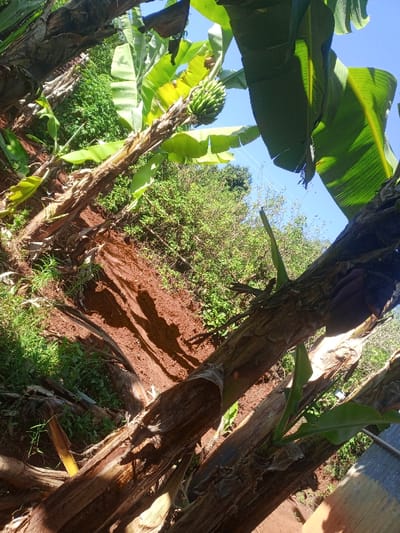 This image captures a close-up view of a banana cultivation site in Kiangochi, Kenya, under clear daylight conditions. The scene is dominated by multiple banana plants, displaying robust fibrous pseudostems and large green leaves, some appearing tattered. A prominent banana plant in the upper-left section features a cluster of green, unripe bananas. Another banana plant, positioned towards the lower-right, exhibits a dark purple banana blossom. The ground consists primarily of exposed reddish-brown soil, with areas of green undergrowth visible between and beyond the banana plants. Dense green foliage occupies the background, partially obscuring the horizon. A clear blue sky is visible in the upper-right quadrant. Shadows are distinctly cast on the soil, indicating direct sunlight from an elevated source. No human figures, animals, or artificial structures are discernable within the frame.