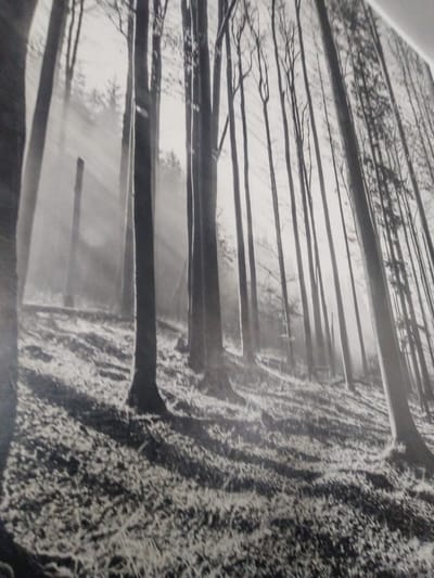 This is a black and white photograph of a forest scene. The image is taken from a low angle, looking up into a dense stand of tall, slender trees. Sunlight filters through the canopy, creating shafts of light that illuminate the forest floor, which is covered in leaves and debris. The trees are mostly bare, suggesting it might be late autumn or winter. In the background, the trees are blurred, giving a sense of depth and distance. There are no people or animals visible in the image. The overall mood is serene and slightly mysterious, due to the play of light and shadow. The image appears to be a photograph of a mural or a large print of a forest. While the specific location within Častolovice, Czechia is not identifiable from the image alone, it depicts a general forest environment that could be found in many parts of the country.