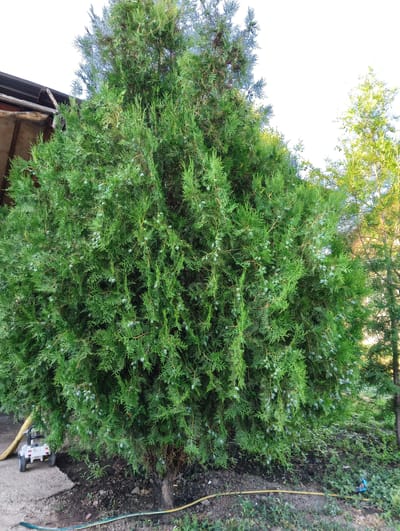 A large, lush green evergreen tree with small, blue-green cones dominates the frame. The tree has a dense, full canopy and its branches extend outwards. To the left of the tree, partially visible, is the corner of a rustic, wooden structure, possibly a shed or part of a building, with a slanted roof. At the base of the tree, on a concrete patch, sits a small, white toy truck with black wheels. A broom leans against the truck. The ground around the tree is covered in dark soil, mulch, and some sparse green vegetation. A yellow hose is laid out on the ground, snaking from left to right. In the background, another evergreen tree, lighter in color and more slender, is visible, along with a hint of bright sky. The scene appears to be outdoors in a yard or garden, likely in a rural or suburban setting. The lighting suggests it is daytime, possibly late afternoon or early morning due to the warm tones on the background tree. The overall impression is one of a well-established tree in a naturalistic outdoor setting. There is no visible text in the image.