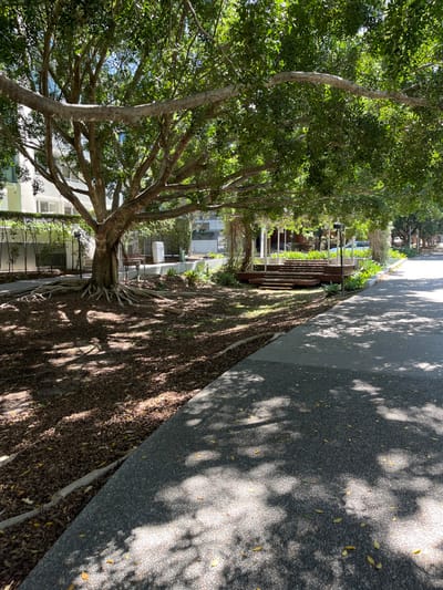 This image captures a vibrant outdoor scene, likely a public park or greenspace bordering an urban area. The dominant feature on the left is a large, mature tree with a thick, multi-branched trunk and dense green foliage, its branches extending widely. Its roots are visibly spreading across the ground, which is covered in a layer of dried leaves or mulch, suggesting a natural, unpaved surface beneath the canopy. Further along this green strip, more trees of similar appearance contribute to a lush, shaded environment.
To the right, a wide, paved pathway or road runs parallel to the tree line. This surface is grey and speckled, indicating a type of asphalt or concrete. Strong sunlight casts intricate dappled shadows from the overhead tree leaves across both the pathway and the leafy ground, creating a dynamic play of light and shade. Scattered yellow leaves are visible on the paved surface, adding to the natural detail.
In the mid-ground and background, beyond the immediate trees and ground cover, modern multi-story buildings with light-colored facades and numerous windows are partially visible, indicating an urban or university campus setting, consistent with Kelvin Grove, Australia. There are also some structured wooden elements, possibly benches, planters, or decorative screens, integrating into the landscape design further back.
The scene appears peaceful and well-maintained. No people are visible, and there is no discernible activity taking place. The clear definition of shadows and the bright illumination suggest it is daytime, under a clear sky. There is no visible text in the image.