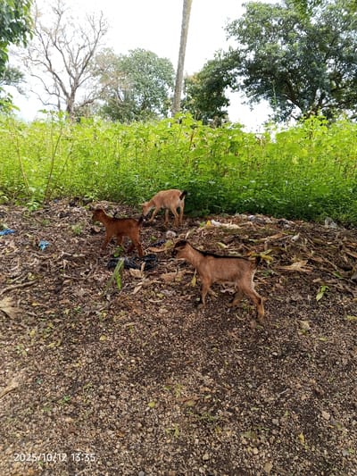 The image depicts three juvenile goats in an outdoor environment within the city of Kamantan, Nigeria, on 2025/10/12 at 13:35. The foreground and mid-ground consist of dry, rocky earth sparsely covered with small vegetation, fallen leaves, and scattered refuse including plastic bags. A distinct mound of earth and debris is present in the mid-ground.
One light brown goat is positioned behind this mound, appearing to forage or examine the ground. To its left, a smaller, darker brown goat walks from left to right across the mid-ground. In the immediate foreground, a third brown goat, displaying a darker stripe along its back, walks from right to left.
The background is characterized by dense green foliage and taller trees. A large, bare-branched tree is visible in the upper-left, while a full, green-canopied tree occupies the upper-right. A vertical pole, possibly a utility pole or a stripped tree trunk, stands prominently in the upper-center of the frame. No human subjects are present in the scene.