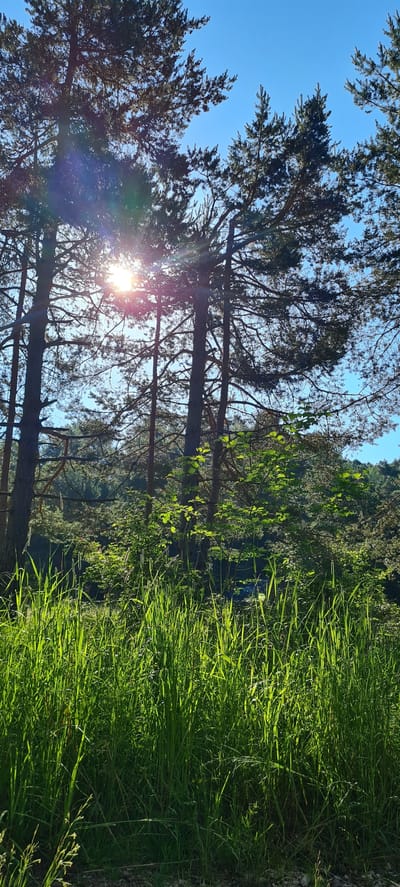 This is a vertical, eye-level, medium shot of a sun-drenched forest in Deutschnofen - Nova Ponente, Italy. Tall pine trees dominate the upper half of the frame, with their needles silhouetted against a clear blue sky. The sun is positioned slightly left of center, emitting bright rays that create a lens flare and cast dappled light through the branches. In the foreground, lush green grass grows tall and dense, its blades catching the sunlight and appearing luminous. The background shows more trees and foliage, suggesting a dense forest environment. There are no people or animals visible in the scene. The overall impression is one of a vibrant and peaceful natural landscape bathed in warm sunlight.