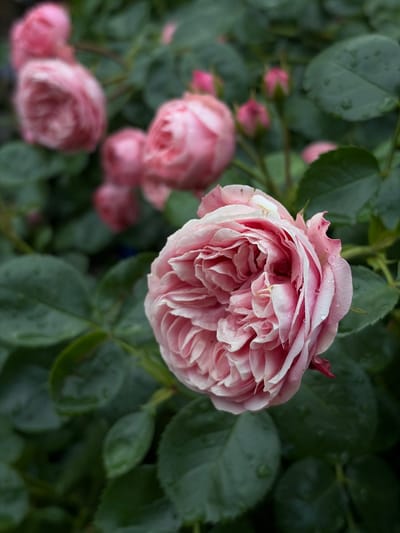 The image displays a close-up view of a blooming pink rose with multiple layers of delicate petals. Water droplets are visible on the petals, suggesting recent rain or dew. The rose is surrounded by dark green leaves, some of which also have water droplets. In the background, several other pink rose buds and blooms are out of focus, creating a soft bokeh effect. The lighting is natural and diffused, casting gentle shadows. The scene is set in a garden environment. The image does not contain any people or specific city locations.