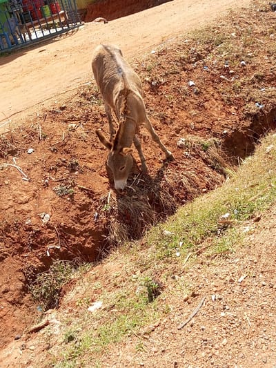 The image depicts a light brown donkey standing in a dry, reddish-brown dirt environment, possibly in Mukuyuni, Kenya. The donkey is positioned with its head lowered into a shallow depression or ditch containing dry grass and various pieces of debris, including white fragments. Its front legs are splayed slightly, suggesting it is actively foraging or drinking. A thin rope or tether is visible around the donkey's neck. The animal appears to be emaciated, with its rib cage and spinal column prominently visible. To the right of the donkey, the ground slopes upwards, covered in sparse, dry grass and more scattered debris. In the upper left background, an unpaved road or path is visible. Further in the background, behind a blue and red metal gate or fence, a partial view of a building or structure is present, along with several red cylindrical objects, potentially gas cylinders. Another animal, possibly another donkey, is partially visible behind the fence. The scene is brightly lit by natural sunlight, casting distinct shadows. No human figures are present.