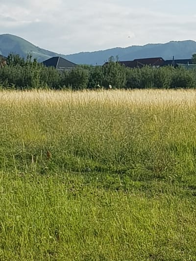 A wide shot shows a field of tall, dry grass in the foreground, transitioning to a dense green lawn closer to the viewer. In the middle ground, a line of trees forms a natural barrier, behind which several houses with dark, peaked roofs are visible. In the background, rolling, green hills under a hazy sky complete the scene. This image was taken in the village of Akdala, Kazakhstan.