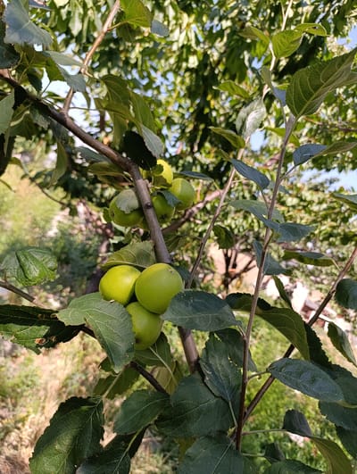 An outdoor, eye-level, medium shot captures an apple tree laden with green apples in Shalta, Kyrgyzstan. The branches of the tree, covered in dark green leaves, are laden with fruit. The apples are a vibrant green and some are in clusters. In the background, the environment is blurred, but appears to be a natural setting with trees and foliage. The lighting suggests it is daytime, likely mid-morning or afternoon, with sunlight filtering through the leaves. There are no people or animals visible in the image.