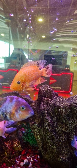 This vertical image depicts an interior scene from Dar El Beïda, Algeria, focused on an illuminated aquarium containing multiple fish and artificial decorations.
In the upper-midground, a large, vibrant orange fish with small white spots on its body and dark-speckled fins is prominently featured, swimming to the left. Below and to the left of this fish, a second, smaller cichlid with mottled blue, purple, and brown coloration is visible, also facing left, with a distinct green eye. A third, pale pinkish-purple fish is partially visible in the lower-left, and a fourth smaller fish of similar hue is partially visible in the lower-right.
The aquarium's interior features dark, textured artificial rock formations, particularly on the right side and extending towards the center. The bottom substrate consists of mixed red, white, and dark gravel, with a small cluster of green artificial aquatic plants situated near the bottom center. Numerous bubbles are present throughout the water, indicating aeration.
The background, seen through the aquarium glass, reveals reflections of the external environment. A dark rectangular object with a distinct red neon outline is visible behind the orange fish, containing faint text suggesting "OUZZY" and "gaming," indicative of a gaming establishment or internet cafe. Reflections of overhead artificial lighting, appearing as yellow or white circular sources, are visible in the upper portions of the image, alongside indistinct structural elements. The overall ambiance of the reflected background features purple and pink hues, possibly from ambient lighting. No human faces or direct interactions with the aquarium are visible.