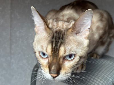The image shows a close-up, high-angle shot of a Bengal cat with striking blue eyes. The cat is looking down, and its face is in sharp focus, revealing detailed fur patterns and whiskers. The background is a mottled gray surface, possibly a wall or textured fabric. The cat appears to be perched on a gray, patterned cushion or seat. There is no indication of the city of Gornyi Erik, Russia, or any other specific location in the image.