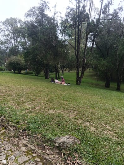 The scene is set outdoors in a verdant, tree-filled landscape, identified as being in Tây Ninh, Vietnam. The sky is overcast, providing diffuse lighting. In the mid-ground, two individuals are present on a patch of green grass. One person is lying prone on a light-colored mat. Behind them, a second person is seated upright, dressed in a reddish-brown top and dark pants, with their hands positioned on the back or shoulder area of the prone individual, suggesting an act of care or massage. A dark backpack rests next to the seated person on the mat, and two small dark objects (possibly shoes) are visible on the mat to the right of the prone person. The immediate foreground features sparse grass and a partial view of a cobbled pathway. The surrounding environment consists of numerous tall, slender trees and dense shrubbery, with a distant, faint mountain range visible on the far left horizon. The ground is primarily covered in green grass with some drier patches.