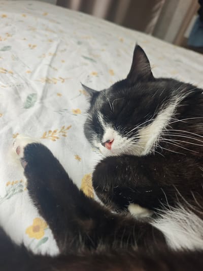 A black and white cat is sleeping curled up on a white comforter with a floral pattern. The cat is on its side with its eyes closed and its pink nose visible. One of its paws is extended forward. The comforter has a pattern of small yellow flowers and green leaves. The background is blurred but appears to be a room with muted colors. The image was taken in Lyublinskiy Sadovod, Russia.