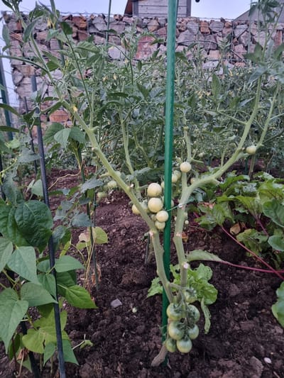 This image depicts a garden in Pohránov, Czechia, showcasing a tomato plant with several clusters of small, unripe green tomatoes. The plant is supported by a green stake and appears to be growing in dark soil. Nearby, bean plants with large green leaves and beet plants with dark red stems and leaves are also visible. In the background, a gabion wall filled with rocks and a wooden structure can be seen. The sky is overcast, suggesting it might be late in the day or a cloudy day.