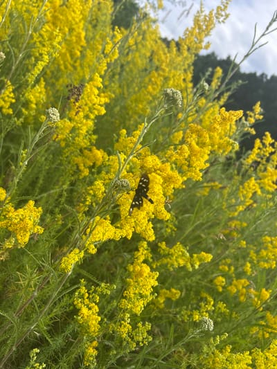 The image shows a close-up of a field of yellow wildflowers, possibly bedstraw or a similar species, with a butterfly and a bee among the blooms. The background is blurred, showing green foliage and a hint of the sky. The scene appears to be an outdoor natural setting. The specific location in Velykyi Trostianets, Ukraine, cannot be determined from the image alone, as there are no identifying landmarks or contextual clues.