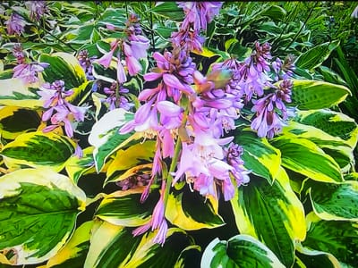 The image displays a close-up view of hosta plants with variegated leaves, featuring shades of green, yellow, and white. Clusters of delicate, bell-shaped purple flowers hang from tall stalks, some drooping downwards. The background consists of more hosta foliage and other green plants, creating a lush, garden-like setting. The scene is brightly lit, suggesting it was captured during the daytime. There are no people or animals visible. The image does not provide any specific indicators of its location within the city of Shakhovskaya, Russia, or any other geographical context beyond being an outdoor garden.