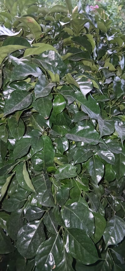 This is a close-up, eye-level photograph of a dense cluster of dark green, glossy leaves. The leaves are ovate in shape with pointed tips and appear to be attached to thin stems, creating a thick foliage. Some leaves show subtle signs of dust or slight imperfections, and there are highlights reflecting off their waxy surfaces, suggesting they may have been recently watered or are naturally lustrous. The background is out of focus, showing hints of lighter green foliage and possibly some pale pinkish-purple flowers in the upper right quadrant. The lighting suggests it is either late evening or early morning, or perhaps a shaded area, as the light is soft and diffuse, creating the reflections. There is no indication of human presence, specific structures, or the city of Charshanba, Uzbekistan. The image solely focuses on the botanical details of the plant.