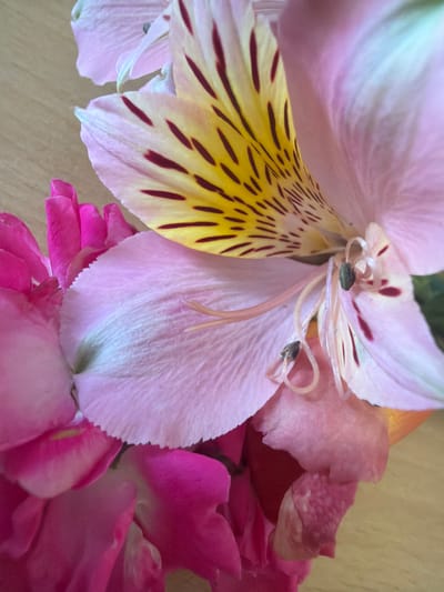 This is a close-up, low-angle, eye-level shot of pink and yellow flowers, with darker pink petals layered at the bottom. The background is a light brown wooden surface. There are no people present in the image. The flowers appear to be Alstroemeria and possibly roses. The image does not provide any information about the location of Dinkata, Bulgaria.