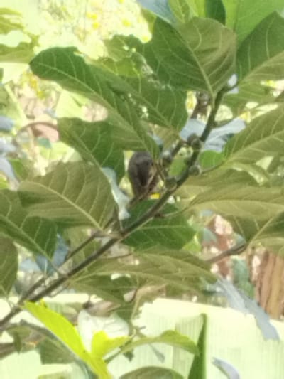 A small bird is perched on a branch amidst lush green foliage. The bird is dark brown with a lighter underside. The branch it's on has small, round, green buds or fruit. The surrounding leaves are large and have visible veins. The background is blurred, suggesting an outdoor environment with hints of yellow and light blue. The image appears to be taken from a low angle, looking up into the tree. The location is the city of Jetis, Indonesia.
