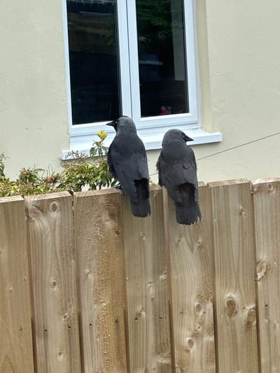 Two jackdaws are perched on a wooden fence in a backyard. The fence is made of light-colored vertical planks. Behind the fence is a row of green bushes. In the background, there is a light-colored wall with a white-framed window. The window has dark panes reflecting the sky and surrounding trees. A thin wire runs horizontally across the scene in front of the wall. The scene appears to be in a residential area.