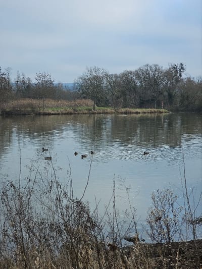 The image presents a tranquil outdoor scene in Bech-Kleinmacher, Luxembourg, featuring a body of water under an overcast sky. In the foreground, a dense array of dry, leafless branches and brown reeds partially obscures the lower portion of the water. Six ducks are visible on the water's surface, swimming amidst subtle ripples and reflections of the sky and surrounding trees. The far bank consists of a narrow strip of dry land covered with light brown grasses and sparse green vegetation. Behind this bank, a dense cluster of deciduous trees stands, mostly bare of leaves, indicative of late autumn or winter. A white and red striped pole is prominently positioned vertically at the water's edge on the far right bank. The distant background shows a faint treeline beneath a pale, light blue to gray sky. No human subjects are present.