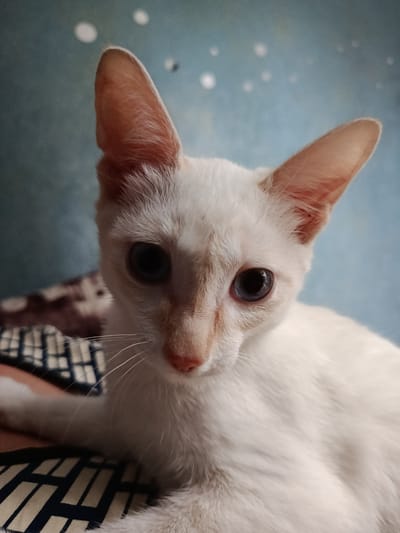 A close-up, head-and-shoulders shot shows a white cat with pale blue eyes looking directly at the camera. The cat's ears are large and pointed, with a faint pink hue visible inside. Its fur is short and appears slightly fluffy around the neck. The background is a soft, mottled blue with a few out-of-focus white circular shapes. The cat is positioned on a patterned surface with a dark blue and white geometric design. The image appears to be taken indoors. There is no discernible information to suggest a location in Молодёжный, Kazakhstan.