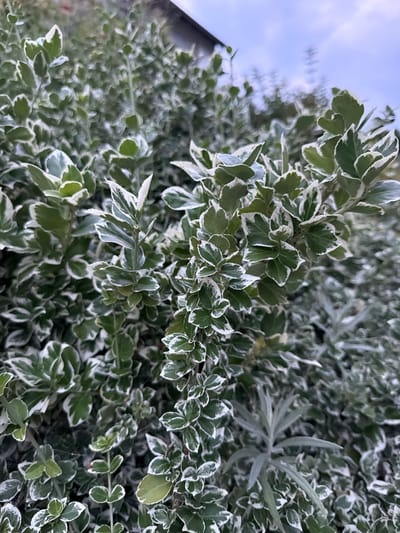 The image shows a close-up view of a variegated shrub, likely a Euonymus, with dark green leaves edged in white. The shrub is dense and appears to be growing outdoors. In the background, a blurry structure, possibly a building, is visible, along with a pale sky suggesting overcast conditions. The image does not contain any people or actions. The context of Creußen, Germany is not determinable from the visual information provided.