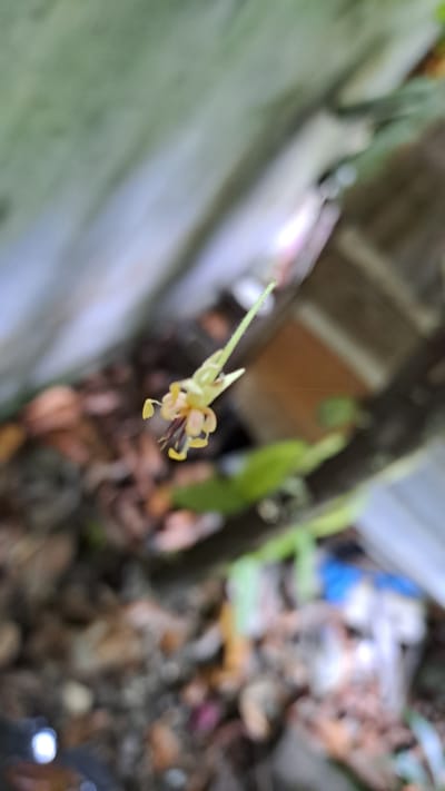 The image shows a close-up, slightly blurry view of a small, delicate flower with pale yellow and pink petals, and dark stamens, suspended from a thin stem. The flower is the primary subject and is sharply in focus, while the background is soft and out of focus. The background reveals a natural, outdoor setting with hints of dried leaves, soil, and possibly other foliage or plant debris. A dark branch runs diagonally through the mid-ground, with some blurred green leaves and what appears to be a wooden structure or fence in the far background. There are also elements of what looks like scattered litter, including blue and white plastic. The lighting suggests it is daytime, with natural light illuminating the scene. The overall impression is that of a natural environment, perhaps a garden or a wild area, with the small flower being the focal point of interest. The location context is Lhokaweawe, Indonesia. No people or text are visible in the image.
