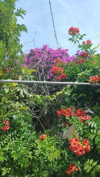 The image shows a close-up view of vibrant vegetation against a bright blue sky, characteristic of an outdoor setting in Νέα Μηχανιώνα, Greece. The foreground is dominated by lush green foliage with clusters of bright orange trumpet-shaped flowers. A horizontal metal bar runs across the middle of the frame, supporting the plants. In the background, a dense mass of purple bougainvillea provides a striking contrast to the green and orange, with bare, thin branches of what appears to be a vine or creeper hanging down from above. The scene suggests a well-maintained garden or a natural overgrowth on a sunny day. There are no people or animals visible in the image.