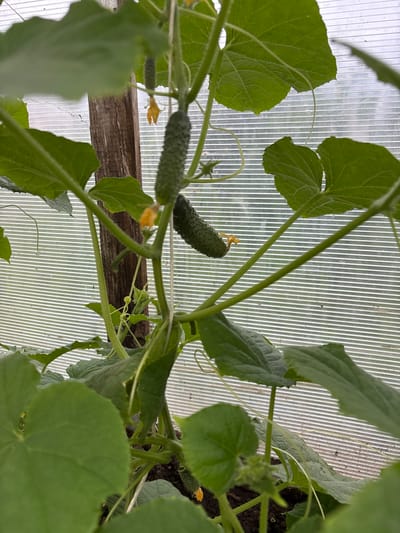 In the village of Novy Kiner, Russia, this image captures a close-up view of cucumber plants growing in a greenhouse. The foreground is dominated by lush green cucumber leaves and vines, with a wooden support post visible. Several young cucumbers, some with yellow flowers, are present on the plants. The background is a translucent, corrugated greenhouse wall, allowing diffused light to enter. The scene depicts a common agricultural setting within a rural environment.
